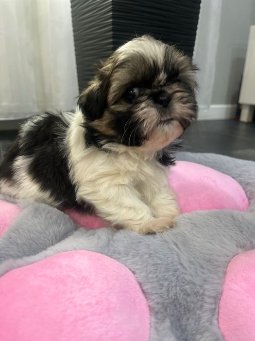 Shih tzu Suczka