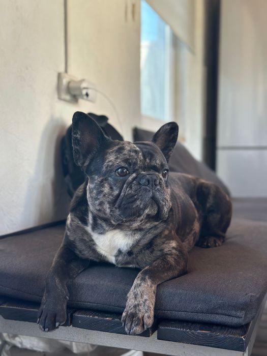 Вязка французского бульдога