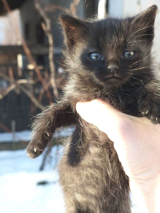 Пухнасті чарівні котики