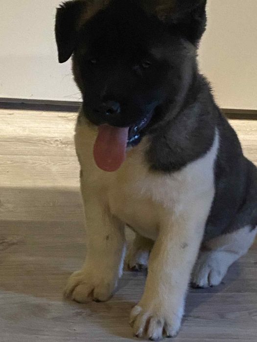 American Akita Dziewczynka