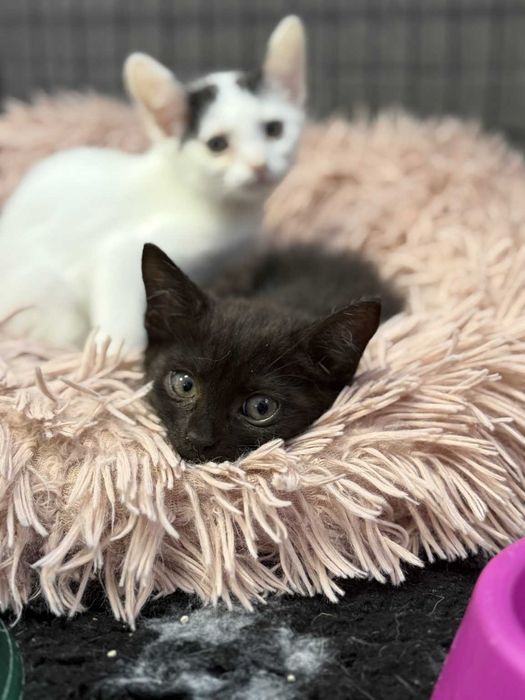 Świderka - łagodne kocię ur. 05.2025