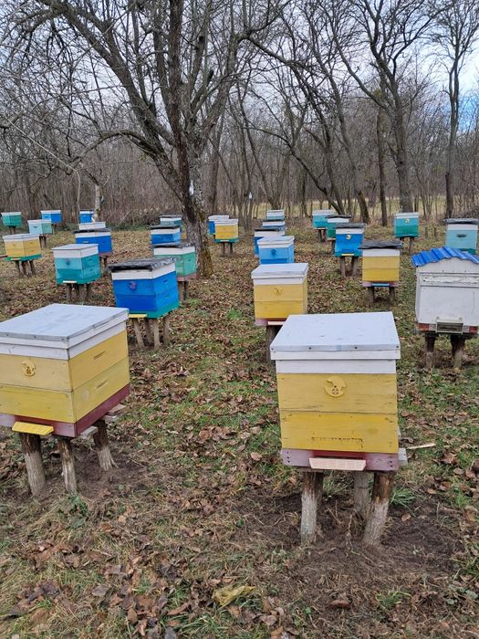 Продам  бджолині сім'ї та відводки.