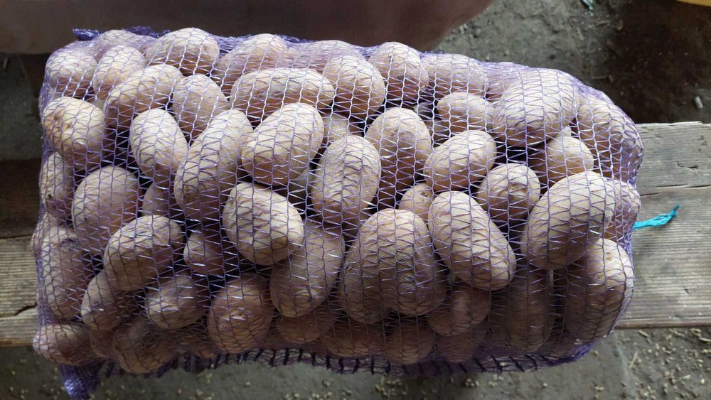 Продам насіння картоплі Рів'єра та Арізона