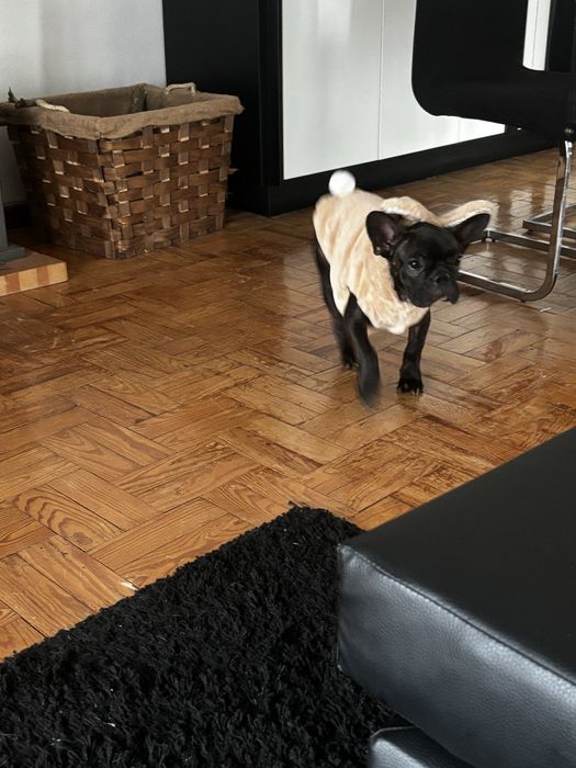 Menina bulldog frances