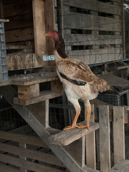 Indio Gigante (ovos/pintos e frangos)