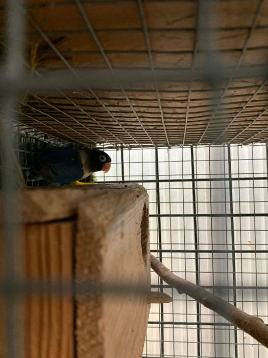 Agapornis personatas