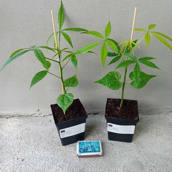 CEIBA SPECIOSA Rarytas!+Gratisy