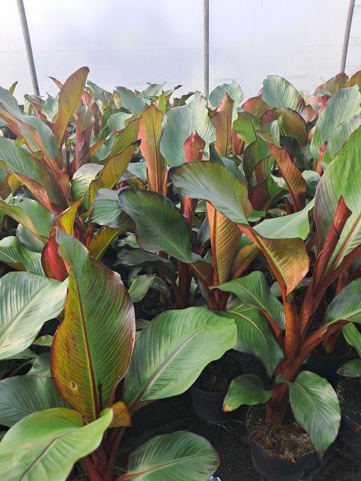 Bananowiec Musa Basjoo, Maurelli, Lasiocarpa/egzotyk/ogród/taras