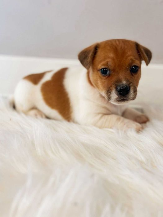 Suczka Jack Russell Terrier