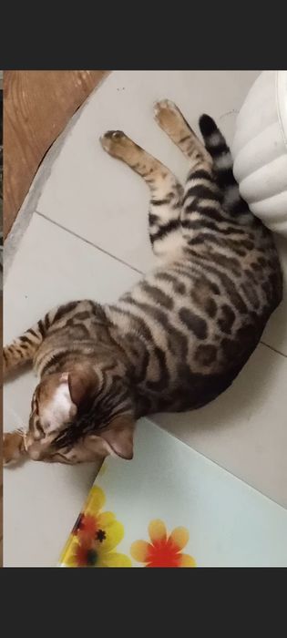 Продам шикарного бенгалского молодого котика  12 месяцев с родословной