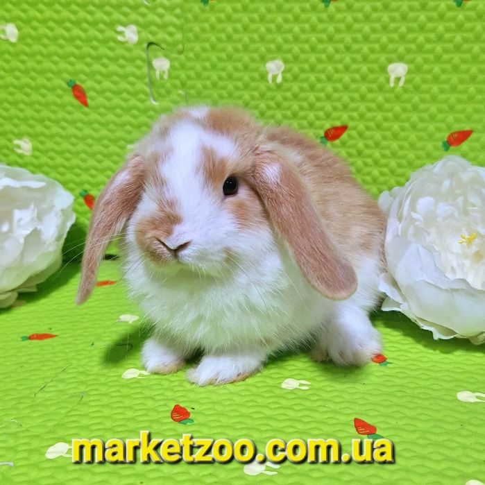 Девочка mini lop яркого окраса ждет родителей