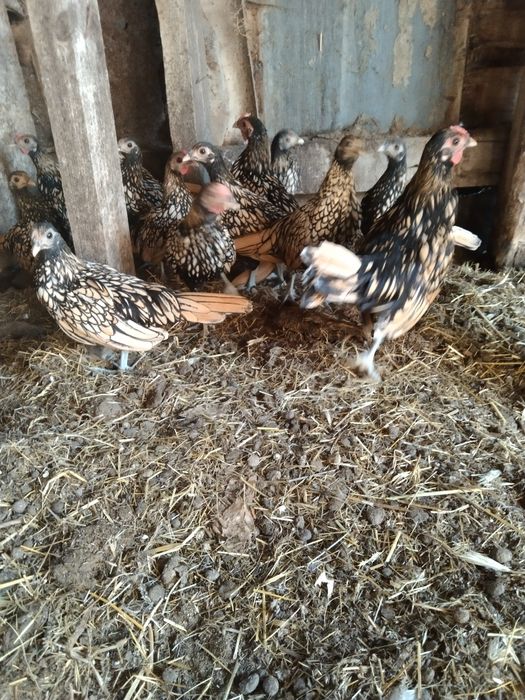 Продам сібрайт лимонний 250 грн