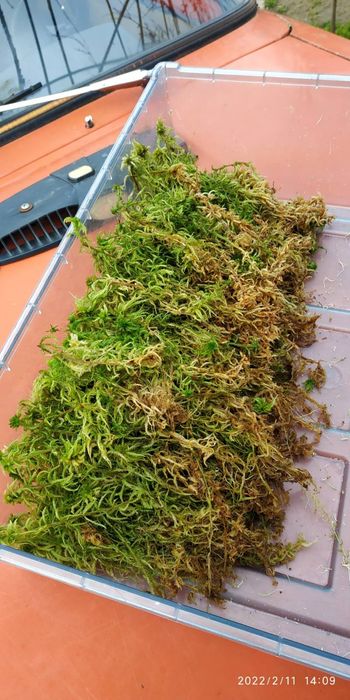 Мох сфагнум зелений свіжий свежий живой для орхидей улиток равликів