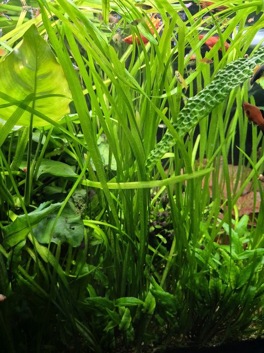 Trawa nurzaniec rośliny akwariowe