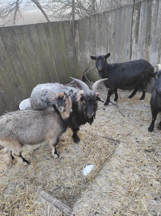 Продам коз разом з козенятами ( ціна за козу з козенятами )