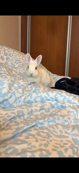 Coelho Miniatura para Adoção