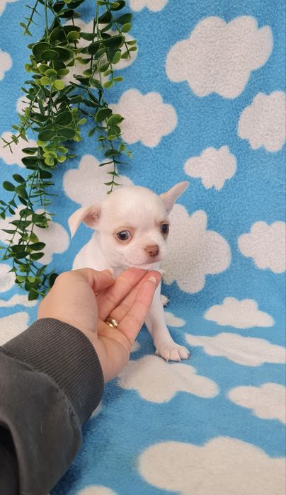 Excelente mini menino Chihuahua/Chiuaua Linhagem Russa,Qualidade