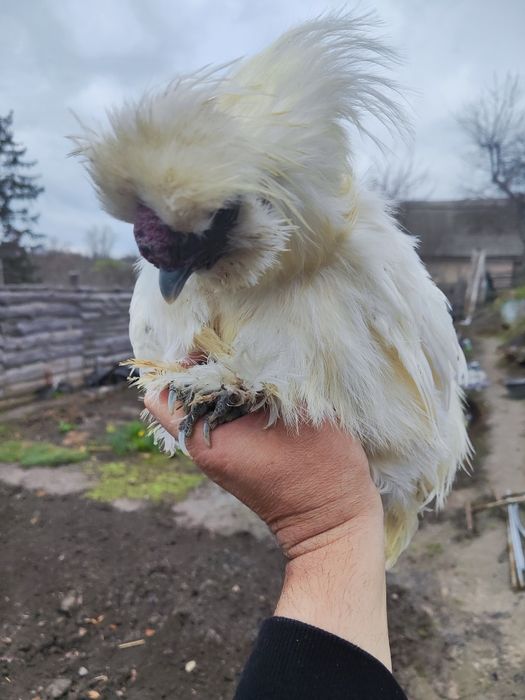 Продам півника китайської шовкової