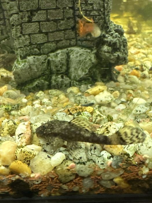 Limpa fundos  Plecostomus