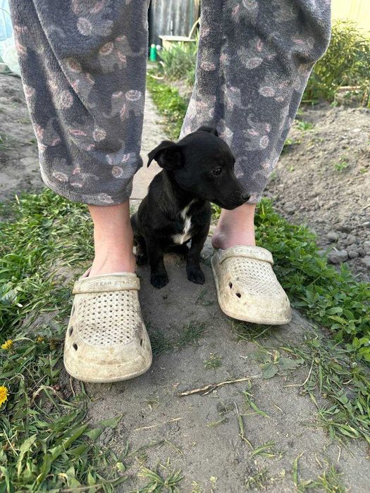віддам цуценя, щеня (терміново!)