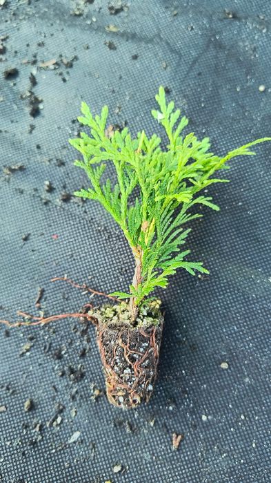 Туя Смарагд ( Smaragd)