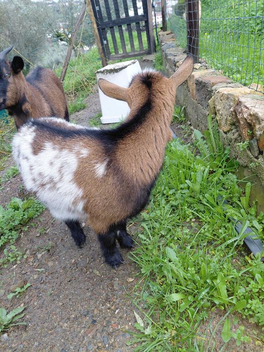 Cabrinhas Anãs para venda ou troca.
