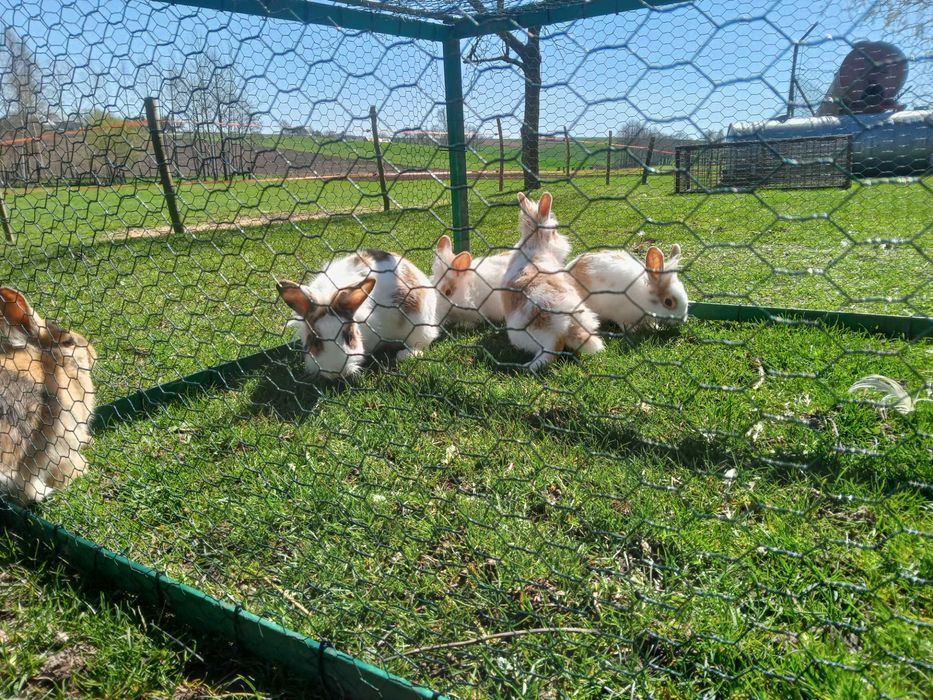 Sprzedam króliki miniaturki