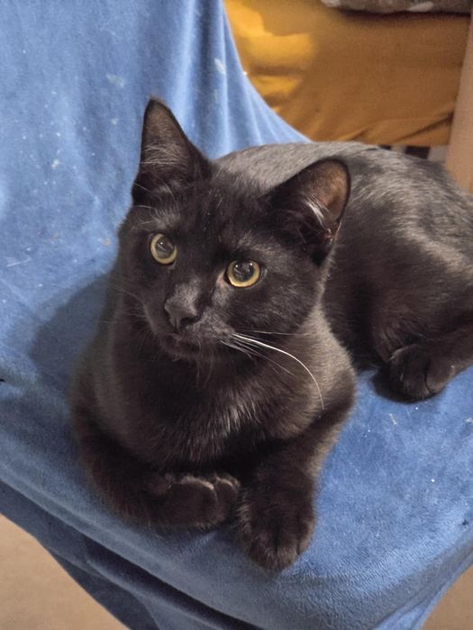 Cudowny o aksamitnym czarnym futerku kociak kocurek do adopcji