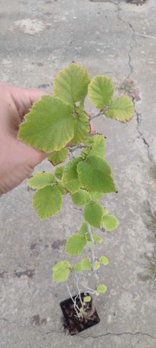 Саженцы фундука МИКС (Джифоні, Ланге, Романа, Мортарелла)