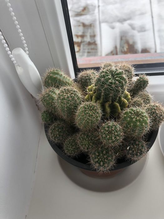 Продам кімнатні рослини Вазон