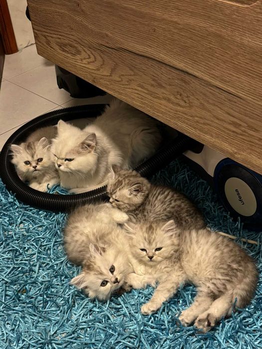 Gatinho bébé British Longhair Silver