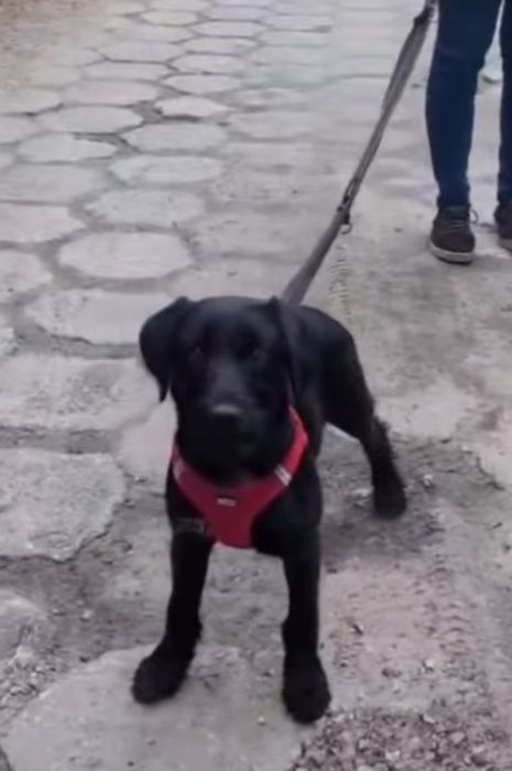 4 miesięczna sunia do adopcji