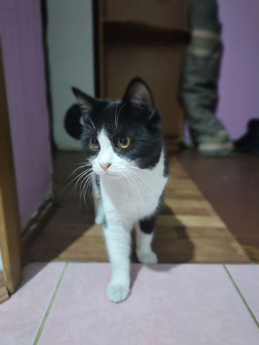 Кішка в добрі руки