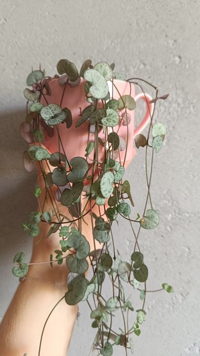 Ukorzenione pędy Ceropegia woodie sznur serc