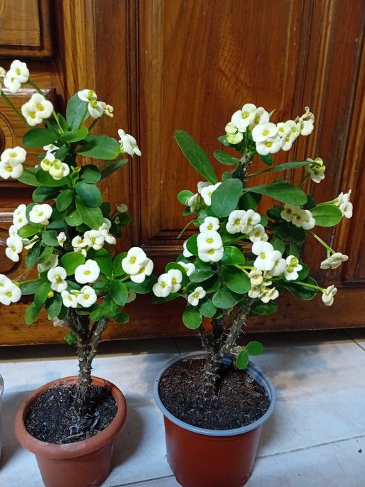 Plantas Coroa de Cristo
