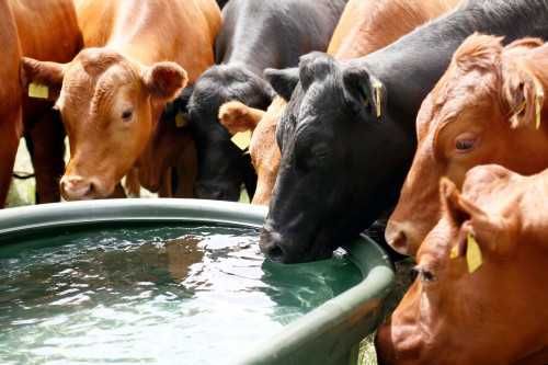 Poidło pastwiskowe, 550 L i 1000 L, Kerbl