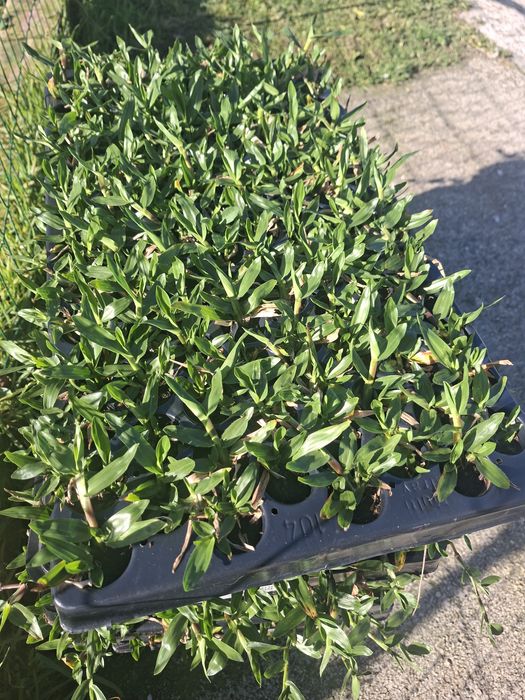 Relva Brasileira 104 pés