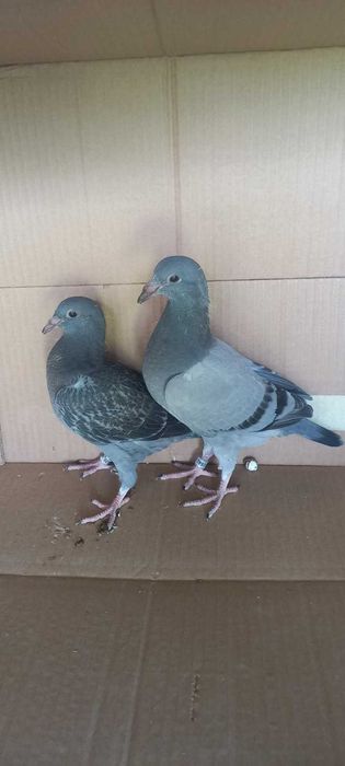 Młode gołębie pocztowe