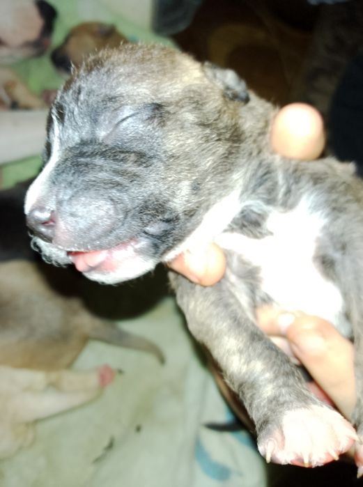 Продажа щенков амстафа