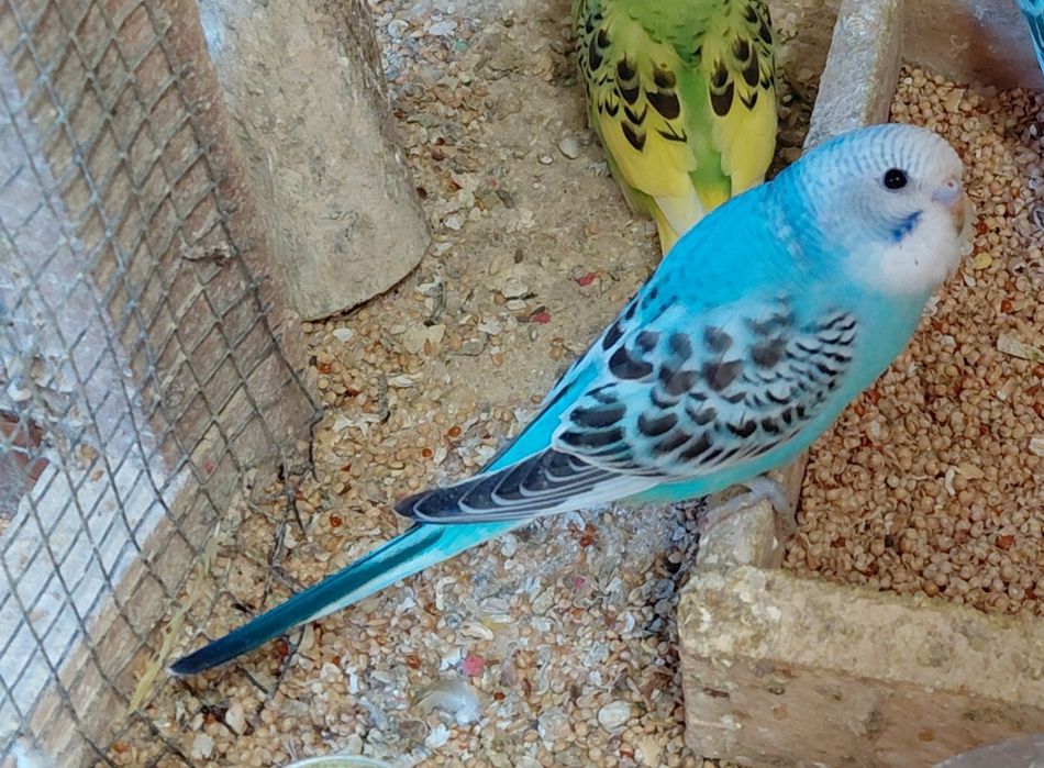 Periquitos e mandarins