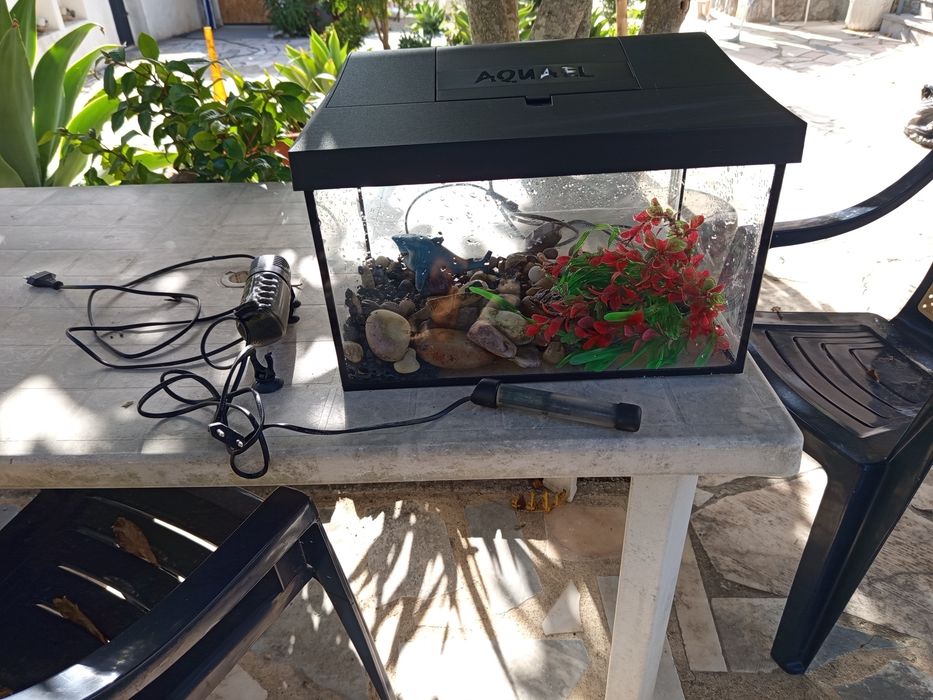 Aquário para Tartarugas
