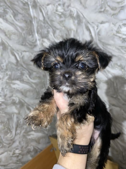 Дівчинка йорка міні