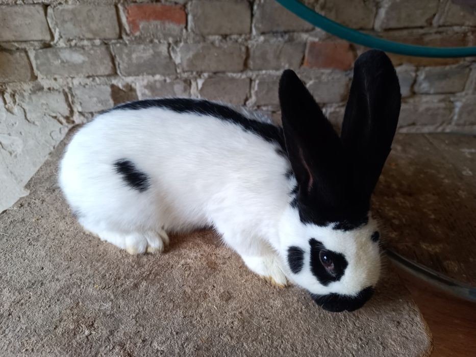 Samiec, samczyk srokacz niemiecki