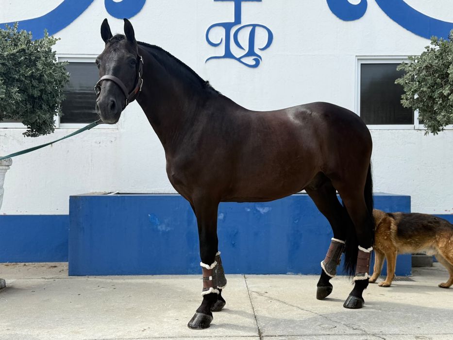 Cavalo cruzado preto