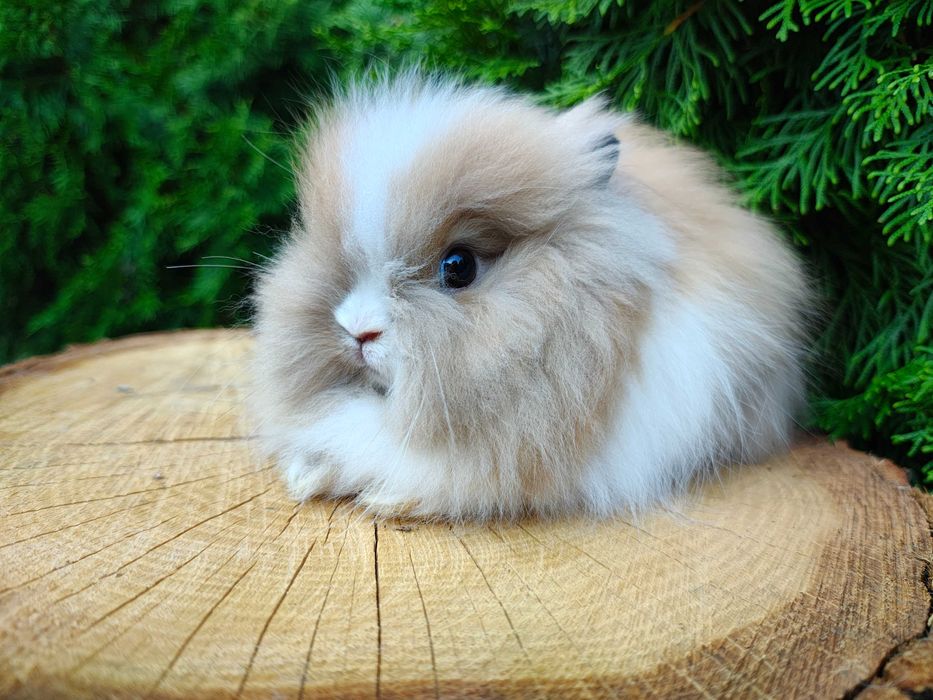 Króliczki Karzełki Teddy, Mini Lop, Karzełek, Miniaturka.