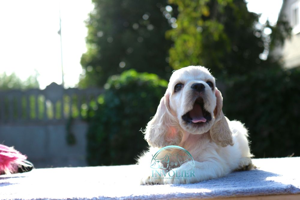 Американський Кокер Спаніель