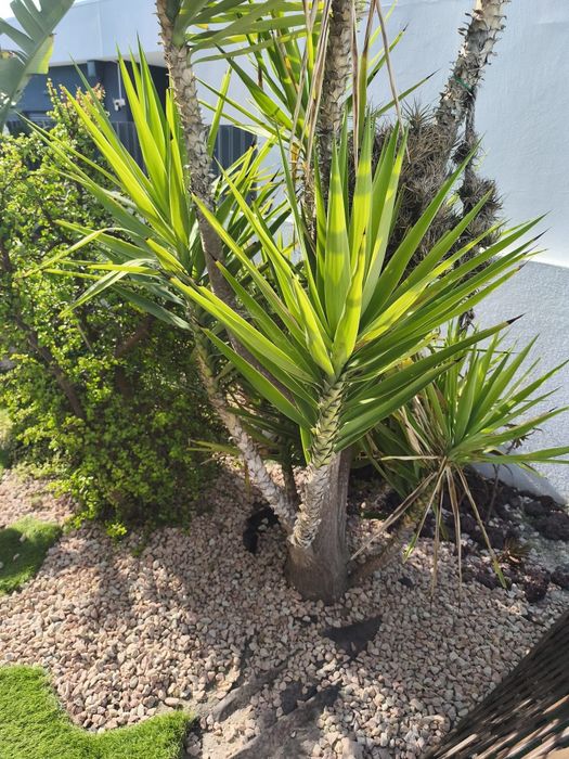 Plantas de Jardim Variadas