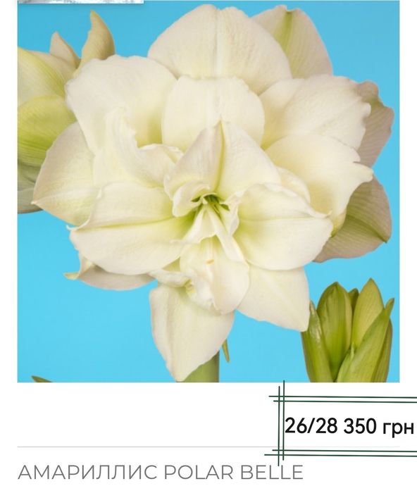 Гиппеаструм, Амариліс