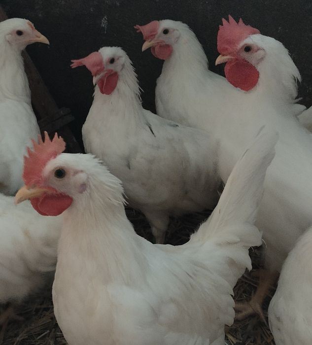 Młode Koguty Leghorn 10-11 tygodni