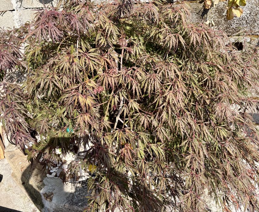 Acer Arvore (Bordo Japones)